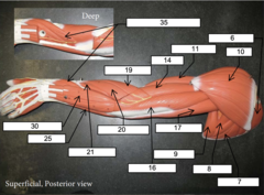 <p>30 (posterior)</p>