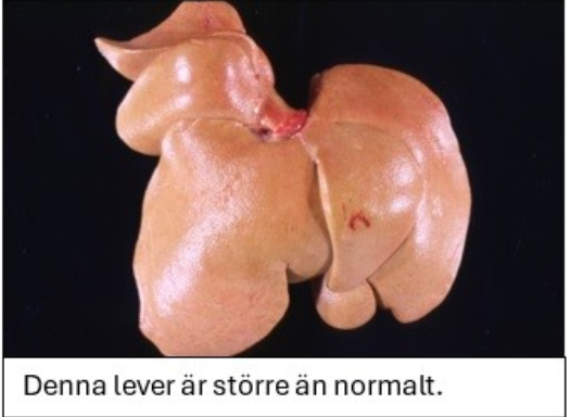 <p><strong>Kombinera det makroskopiska utseenden hos respektive lever (A-D) med trolig diagnos.</strong></p><p class="p1"><strong>Dra rätt alternativ till ”diagnos” för respektive bild. Endast ETT alternativ per</strong></p><p class="p1"><strong>makroskopiskt utseende. (2p)</strong></p>