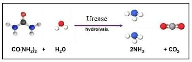 <p>B) Urea positive bacteria form ammonia and carbon dioxide as the end products of the reaction with urea. </p>