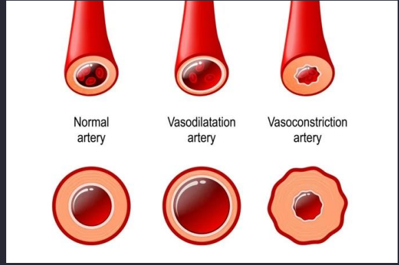 <ul><li><p>Coronary vessels automatically constrict when pressure rises and dilate when pressure falls to help maintain stable coronary blood flow.</p></li></ul><p><strong>↑ Blood pressure</strong> → vessel wall gets stretched → smooth muscle <strong>constricts</strong> → prevents too much blood flow.</p><p><strong>↓ Blood pressure</strong> → less stretch → smooth muscle <strong>relaxes/dilates</strong> → helps maintain blood flow.</p><p></p>