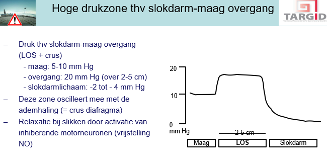 <p><span>Tijdens slikken moet deze relaxeren.</span></p><p style="text-align: left;"><span>Gebeurt door NO.</span></p>