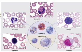 <ul><li><p>Larger than RBCs, nucleated</p></li><li><p>Divided into two major groups</p><ul><li><p><strong>granulocytes</strong></p><ul><li><p><strong>prominent cytoplasmic granules, possible multilobed nuclei</strong></p></li><li><p><strong>Neutrophils</strong></p></li><li><p><strong>Eosinophils</strong></p></li><li><p><strong>Basophils</strong></p></li></ul></li><li><p><strong>agranulocytes</strong></p><ul><li><p><strong>unlobed nuclei, </strong>small and less prominent granules in cytoplasm</p></li><li><p><strong>Lymphocytes</strong></p></li><li><p><strong>Monocytes</strong></p></li></ul></li></ul></li></ul><p></p>