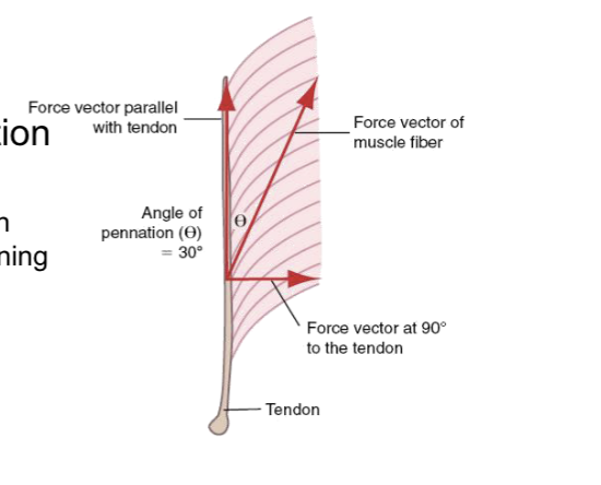 <p><strong>Pennation angle: </strong>angle of insertion of muscle fibers into tendon</p><ul><li><p>Pennate angle → <strong>greater contraction force </strong>b/c<strong> force goes in diff directions</strong></p></li><li><p><span>Not all of total muscle fiber tension is in direction of muscle shortening/lengthening</span></p></li><li><p><span><strong>Higher PCSA</strong> than fusiform</span></p></li><li><p><span>Result is a<strong> force muscle</strong> with a relatively <strong>limited range of<br>lengthening/shortening</strong></span></p></li></ul><p></p><p></p><p></p>