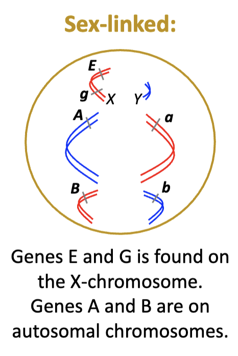 <p>Sex-linked chromosomes:  </p>