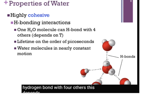 <p><span style="background-color: transparent;">One property of water = its ability to form these hydrogen bonding interactions => meaning its highly cohesive.&nbsp;&nbsp;</span></p>