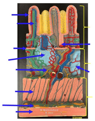 term image