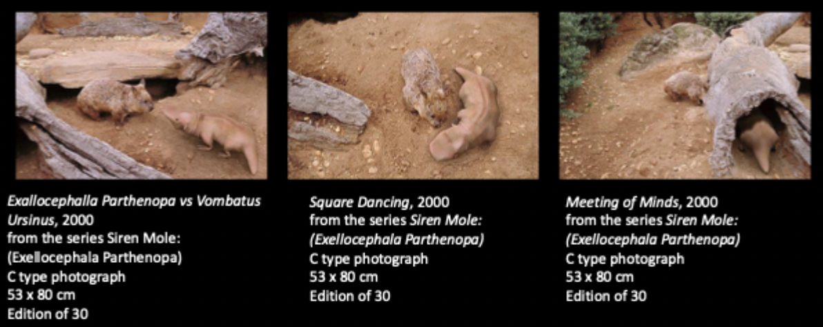 <p>Patricia Piccinini, Siren Mole; Exellocephala Parthenopa, 2000.</p>