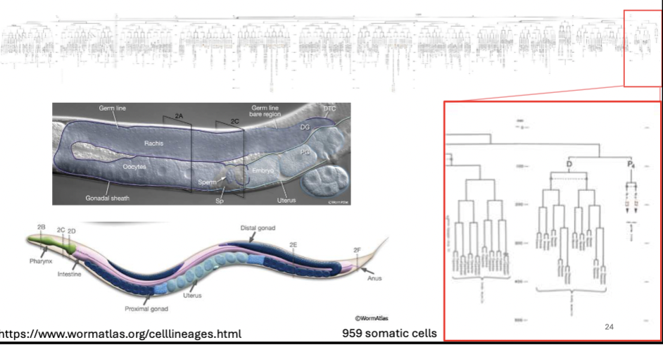 <p>Most Organisms _______ Their Stem Cells From Rolling Down the Hill.</p><p>Ex: C. elegans. Stem cell population at right end, divides and pushes down the germ line → meiosis occurs → form oocyte → fertilized and laid</p>