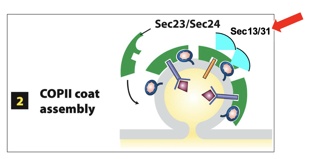 <ol><li><p>Sec23 and Sec24 recruit additional soluble COPII components from the cytoplasm to the surface of the growing vesicle</p></li><li><p>Sec13 and Sec31 assemble an outer cage-like lattice and act as structural scaffolding for the growing COPII vesicle bud</p></li><li><p>promotes additional outward bending of the ERES membrane</p></li><li><p>eventually... the nascent COPII vesicle is released (scission) from the ERES membrane into the cytosol</p></li></ol><p></p>