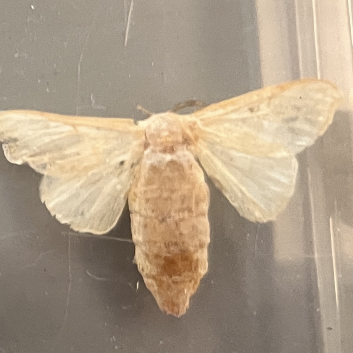 <p>What stage silkworm is this at?</p>