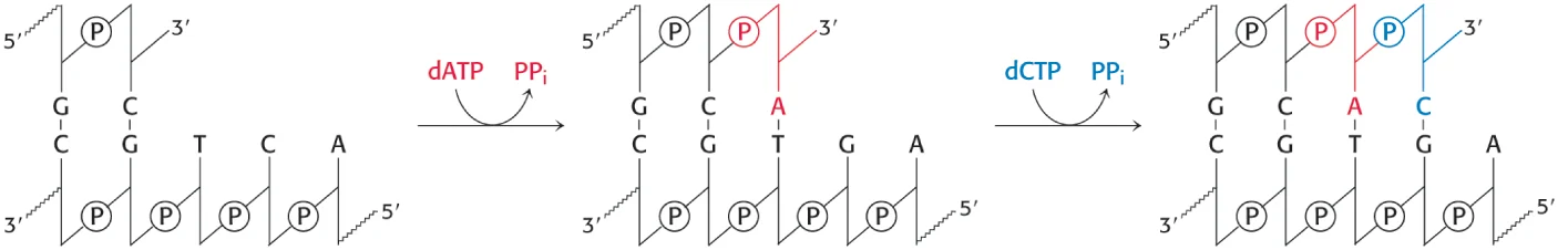 <p>deoxyribonucleotides </p><p><span>deoxynucleoside 5’ triphosphate dATP, dGTP, dCTP, and TTP—as well as the Mg2+ ion.</span></p>