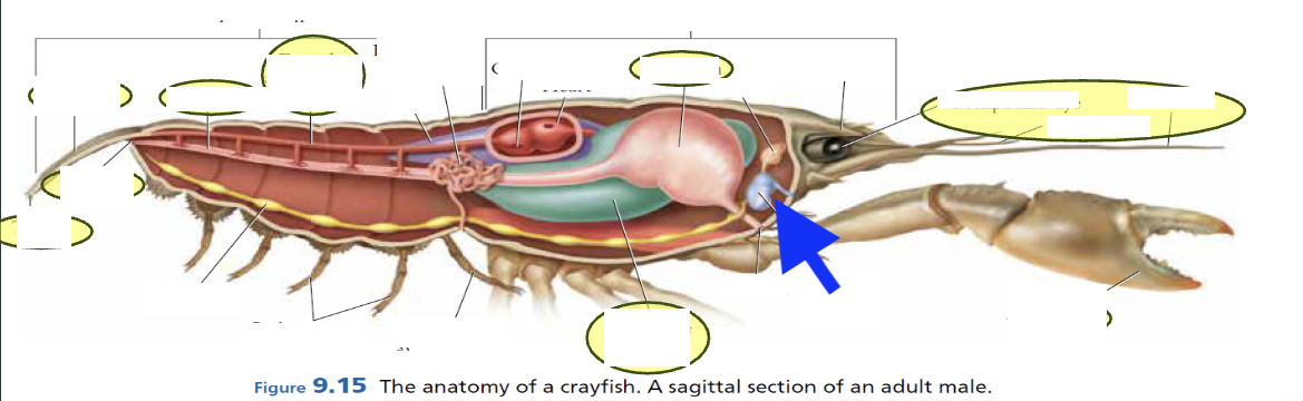 <p>what is this</p>