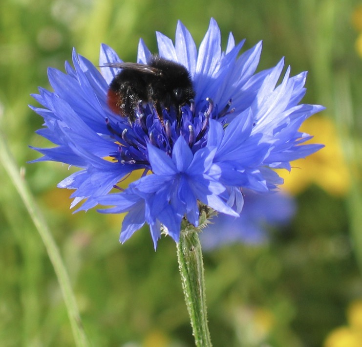 <p>Centaurea cyanus: Deciduous, evergreen or what?</p>