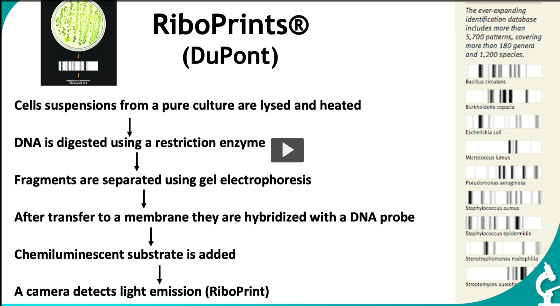 <p>This slide is showing <strong>RiboPrints</strong><span data-name="registered" data-type="emoji">®</span>, which is basically an <strong>automated, standardized version of ribotyping</strong> used for <strong>bacterial identification</strong>.</p><div data-type="horizontalRule"><hr></div><p> <span data-name="dna" data-type="emoji">🧬</span> Big Idea </p><figure data-type="blockquoteFigure"><div><blockquote><p><strong>RiboPrint = generate a DNA “barcode” (fingerprint) using rRNA genes and match it to a database to identify the organism.</strong></p></blockquote><figcaption></figcaption></div></figure><p><span data-name="point_right" data-type="emoji">👉</span> Think:<br><strong>“Cut DNA → detect rRNA fragments → create pattern → match to database.”</strong></p><div data-type="horizontalRule"><hr></div><p> <span data-name="microscope" data-type="emoji">🔬</span> Step-by-step (what’s happening) 1. <strong>Cells from a pure culture are lysed</strong></p><ul><li><p>Break open bacteria to release DNA</p></li></ul><p><span data-name="point_right" data-type="emoji">👉</span> “Pure culture” = only one organism present<br>→ important for accurate identification</p><div data-type="horizontalRule"><hr></div><p>2. <strong>DNA digestion (restriction enzyme)</strong></p><ul><li><p>DNA is cut at specific sequences</p></li></ul><p><span data-name="point_right" data-type="emoji">👉</span> Result:</p><ul><li><p>Many fragments of different sizes</p></li></ul><div data-type="horizontalRule"><hr></div><p>3. <strong>Gel electrophoresis</strong></p><ul><li><p>Fragments are separated by size</p></li></ul><p><span data-name="point_right" data-type="emoji">👉</span> Creates a <strong>band pattern</strong></p><div data-type="horizontalRule"><hr></div><p>4. <strong>Transfer + hybridization (like Southern blot)</strong></p><ul><li><p>DNA is transferred to a membrane</p></li><li><p>A <strong>probe for rRNA genes</strong> is added</p></li></ul><p><span data-name="point_right" data-type="emoji">👉</span> Only fragments containing <strong>rRNA genes</strong> are detected</p><div data-type="horizontalRule"><hr></div><p>5. <strong>Chemiluminescent detection</strong></p><ul><li><p>A substrate is added</p></li><li><p>Bound probes produce <strong>light</strong></p></li></ul><p><span data-name="point_right" data-type="emoji">👉</span> No color bands—this is detected as <strong>light emission</strong></p><div data-type="horizontalRule"><hr></div><p>6. <strong>Camera detection → RiboPrint</strong></p><ul><li><p>A camera records the pattern</p></li><li><p>This pattern = <strong>RiboPrint (DNA fingerprint)</strong></p></li></ul><div data-type="horizontalRule"><hr></div><p> <span data-name="bar_chart" data-type="emoji">📊</span> What happens next (most important part) </p><figure data-type="blockquoteFigure"><div><blockquote><p>The system compares your pattern to a <strong>large database</strong></p></blockquote><figcaption></figcaption></div></figure><p>From the slide:</p><ul><li><p><strong>5,700+ patterns</strong></p></li><li><p><strong>180+ genera</strong></p></li><li><p><strong>1,200+ species</strong></p></li></ul><p><span data-name="point_right" data-type="emoji">👉</span> Match = organism identified</p><div data-type="horizontalRule"><hr></div><p> <span data-name="brain" data-type="emoji">🧠</span> Why rRNA genes are used </p><ul><li><p>Present in <strong>all bacteria</strong></p></li><li><p>Have:</p><ul><li><p><strong>conserved regions</strong> → probe can bind</p></li><li><p><strong>variable distribution</strong> → different patterns</p></li></ul></li></ul><p><span data-name="point_right" data-type="emoji">👉</span> Perfect for identification</p><div data-type="horizontalRule"><hr></div><p> <span data-name="pushpin" data-type="emoji">📌</span> Right-side examples (what you’re seeing) </p><p>Different banding patterns correspond to different species:</p><ul><li><p><em>Escherichia coli</em></p></li><li><p><em>Staphylococcus aureus</em></p></li><li><p><em>Pseudomonas aeruginosa</em></p></li><li><p>etc.</p></li></ul><p><span data-name="point_right" data-type="emoji">👉</span> Each species = <strong>unique barcode pattern</strong></p><div data-type="horizontalRule"><hr></div><p> <span data-name="fire" data-type="emoji">🔥</span> Why this is useful </p><ul><li><p>Fast identification of bacteria</p></li><li><p>Standardized (automated system)</p></li><li><p>Useful in:</p><ul><li><p>clinical microbiology</p></li><li><p>food safety</p></li><li><p>outbreak investigations</p></li></ul></li></ul><div data-type="horizontalRule"><hr></div><p> <span data-name="jigsaw" data-type="emoji">🧩</span> High-yield summary </p><figure data-type="blockquoteFigure"><div><blockquote><p>RiboPrint is an automated ribotyping method that generates rRNA-based DNA fingerprints and compares them to a database to identify bacterial species.</p></blockquote><figcaption></figcaption></div></figure><div data-type="horizontalRule"><hr></div><p> <span data-name="brain" data-type="emoji">🧠</span> Simple mental model </p><ul><li><p>Restriction enzyme = <strong>scissors</strong></p></li><li><p>rRNA probe = <strong>target detector</strong></p></li><li><p>Pattern = <strong>barcode</strong></p></li><li><p>Database = <strong>scanner system (like a grocery store)</strong></p></li></ul><p></p>