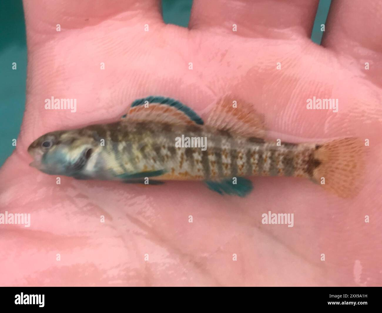 <p>Percidae</p><p class="MsoNoSpacing">Etheostoma lepidum (Greenthroat darter) </p>