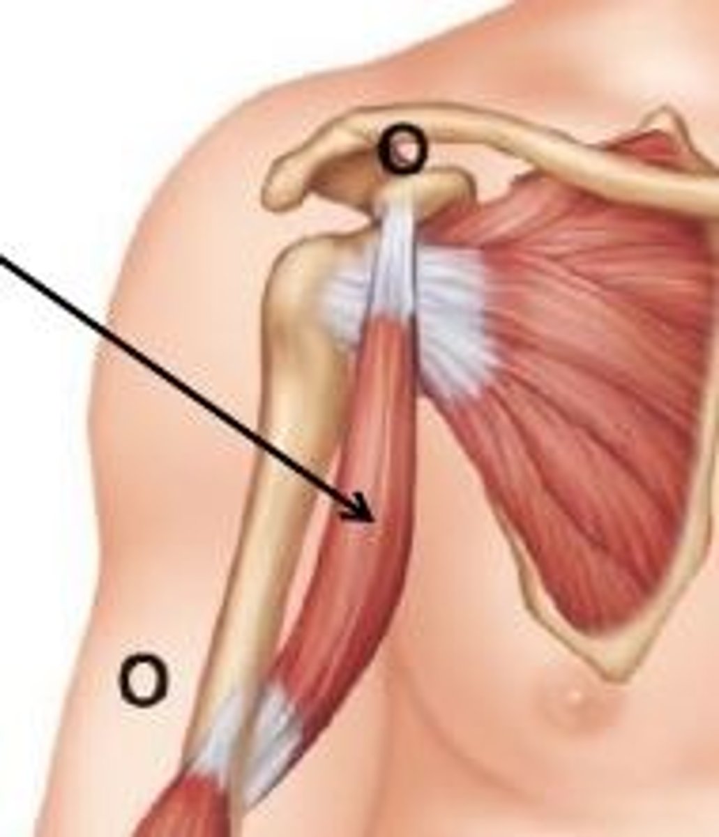 <p>flexes and adducts arm</p>