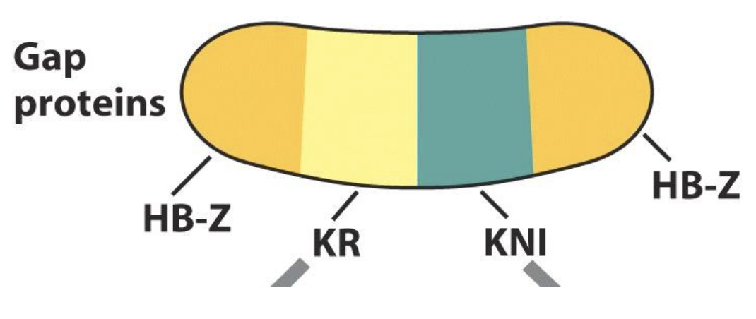 <ul><li><p>zygotic Hunchback protein is expressed at both the anterior and posterior ends of the early Drosophila embryo</p></li><li><p>HB-Z expression at the anterior end is regulated by Bicoid, where as HB-Z expression at the posterior end is regulated by Gap proteins</p></li><li><p>the female parent also expersses and deposits HB mRNA in the oocyte before it is fertilized to become the zygote</p></li><li><p>we would expect the regulatory region for HB to look like 3 regulatory regions</p></li></ul><p></p>