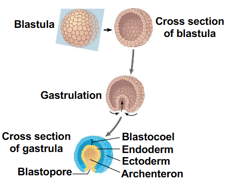 <p>What happens to the blastula after it’s formed?</p>