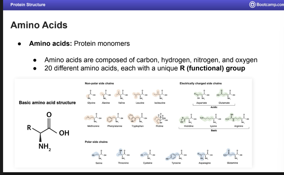 <p>Amino Acids</p><p>There are 20 AA</p><ul><li><p>They consist of an R group, nitrogen, hydrogen, and oxygen, and carbon. </p></li></ul><p></p>