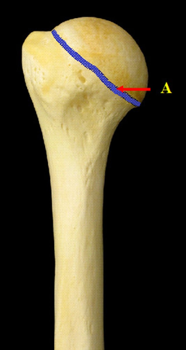 <p>- Under the humerus</p>