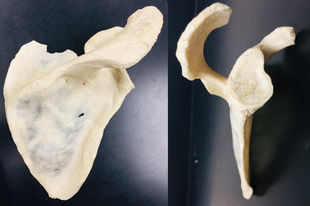<p>name bone and structures</p>