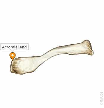 <p>Acromial End</p>