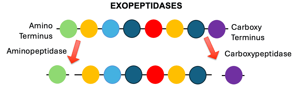 <ul><li><p>enzymes that recognize either end of a polypeptide/peptide. aminopeptidase recognizes the amino terminus of a polypeptide/peptide</p></li><li><p>it will remove whatever amino acid is in the last <span>position of the strand</span></p></li><li><p>carboxypeptidase removes the last amino acid on the carboxy terminus of the polypeptide/peptide</p></li></ul><p></p>