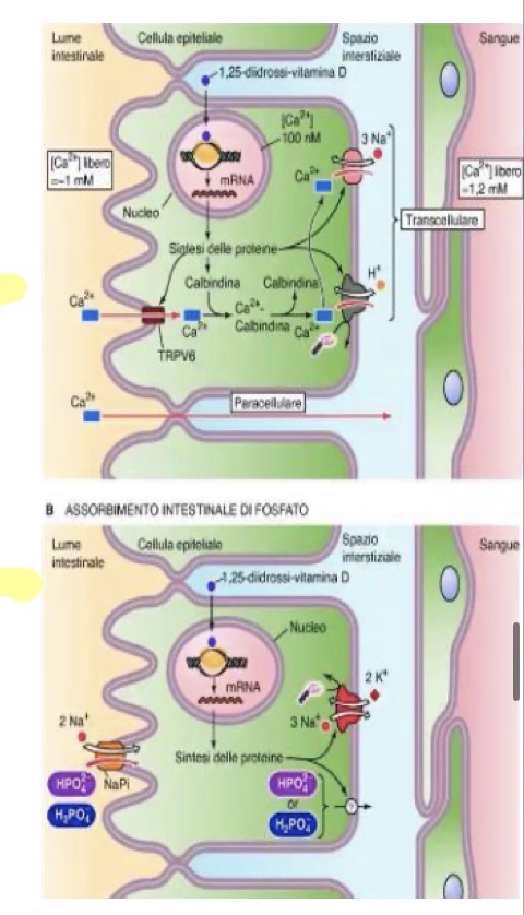 <p><span>• </span><strong><span>Attivazione della Vitamina D:</span></strong><span> A differenza di renina ed EPO, la vitamina D viene propriamente </span><strong><span>attivata</span></strong><span> dal rene. Gli stimoli per la sua produzione sono </span><strong><span>l'innalzamento del paratormone (PTH)</span></strong><span> (dovuto a ridotta calcemia) e la </span><strong><span>riduzione della fosfatemia</span></strong><span>.</span></p><p><span>• Sintesi: Si parte dal </span><strong><span>7-deidrocolesterolo</span></strong><span> (precursore del colesterolo) attivato dai </span><strong><span>raggi solari</span></strong><span> in colecalciferolo (Vitamina D).</span></p><p><span>• Idrossilazioni: Subisce due idrossilazioni. La prima epatica in posizione 25 (25-diidrossicolecalciferolo). La seconda, fondamentale, </span><strong><span>renale in posizione 1</span></strong><span>, formando la forma attiva: </span><strong><span>1,25-diidrossicolecalciferolo</span></strong><span>.</span></p><p><span>• </span><strong><span>Funzione:</span></strong><span> Mantiene l'omeostasi di calcio e fosfato favorendone riassorbimento renale e assorbimento intestinale (funzione ipercalcemizzante e iperfosfatemizzante).</span></p><p><span>• </span><strong><span>Riassorbimento Renale del Calcio:</span></strong><span> Viene riassorbito solo il calcio filtrato non legato a proteine. Avviene tramite diversi meccanismi:</span></p><p><span>1. </span><strong><span>Tubulo prossimale:</span></strong><span> Maggior parte del riassorbimento tramite trasporto paracellulare passivo, facilitato da un gradiente elettrochimico.</span></p><p><span>2. </span><strong><span>Ansa di Henle (tratto ascendente spesso):</span></strong><span> Legato al trasporto attivo di Na+, K+ e Cl- tramite il </span><strong><span>cotrasportatore NKCC</span></strong><span>, che genera una differenza di potenziale favorevole al movimento del calcio.</span></p><p><span>3. </span><strong><span>Tubulo distale:</span></strong><span> Sede principale della </span><strong><span>regolazione ormonale</span></strong><span>. Il </span><strong><span>PTH</span></strong><span> stimola il passaggio di calcio nella cellula tramite </span><strong><span>canali apicali</span></strong><span>. Viene poi estruso dalla membrana basolaterale con trasportatori specifici.</span></p><p><span>• </span><strong><span>Assorbimento Intestinale (Calcio e Fosfato):</span></strong></p><p><span>• La vitamina D attiva (1,25-diidrossicolecalciferolo) è il principale regolatore. Essendo un ormone steroideo </span><strong><span>lipofilo</span></strong><span>, si lega a </span><strong><span>recettori intracellulari negli enterociti</span></strong><span> dell'intestino tenue.</span></p><p><span>• Attiva la </span><strong><span>trascrizione genica</span></strong><span> di proteine per il trasporto.</span></p><p><span>• Per il calcio: Aumenta i canali d'ingresso sulla membrana apicale. All'interno della cellula, il calcio si lega alla </span><strong><span>calbindina</span></strong><span>, che ne facilita il trasporto intracellulare mantenendo il gradiente favorevole. Infine, viene espulso dalla membrana basolaterale tramite </span><strong><span>pompe specifiche e cotrasportatori</span></strong><span>.</span></p><p><span>• Per il fosfato: Il meccanismo è identico; la vitamina D ne facilita l'assorbimento aumentando l'espressione dei </span><strong><span>trasportatori specifici</span></strong><span> sulla membrana degli enterociti.</span></p>