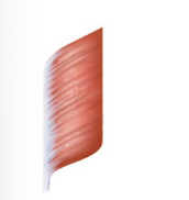 <p><span style="background-color: transparent;">&nbsp;single tendon,&nbsp; fascicles feather out from only one side ex.&nbsp; flexor pollicis</span></p>