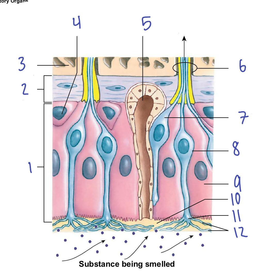 <p>columnar epithelium </p>