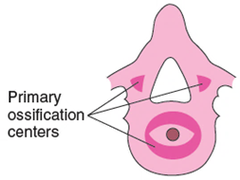 <p>-total= 3</p><p>-2 in the vertebral arch (L&R) and 1 in vertebral body</p>