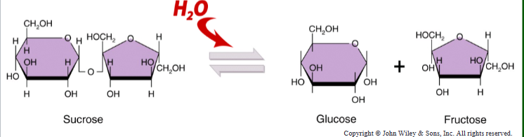 <p>Mechanical digestion: all Movements that facilitate catabolic processes</p><p> Mastication</p><p> Mixing</p><p>◦ Increase contact of food with digestive chemicals</p><p>Other movements:</p><p> Swallowing</p><p> Peristalsis</p><p>◦ Movement of muscles within the GI tract that facilitates movement of food</p><p>Chemical digestion: breaking large molecule into smaller ones, mainly through hydrolysis.</p><p> Fats -> fatty acids and glycerol.</p><p> Carbohydrates: polysaccharides -> monosaccharides.</p><p> Proteins-> polypeptides -> amino acids.</p><p>Requires specific enzymes</p>