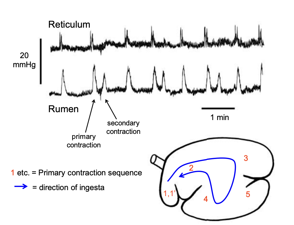 <ol><li><p><strong>Primary contractions→ mixing sequence</strong></p></li><li><p><strong>Secondary contractions</strong>→ movement of ruminal gas to the oesophagus</p><ul><li><p>typically follows every <strong>second</strong> primary contraction</p></li><li><p><strong>leads to eructation→ belching</strong></p></li></ul></li></ol><p></p>