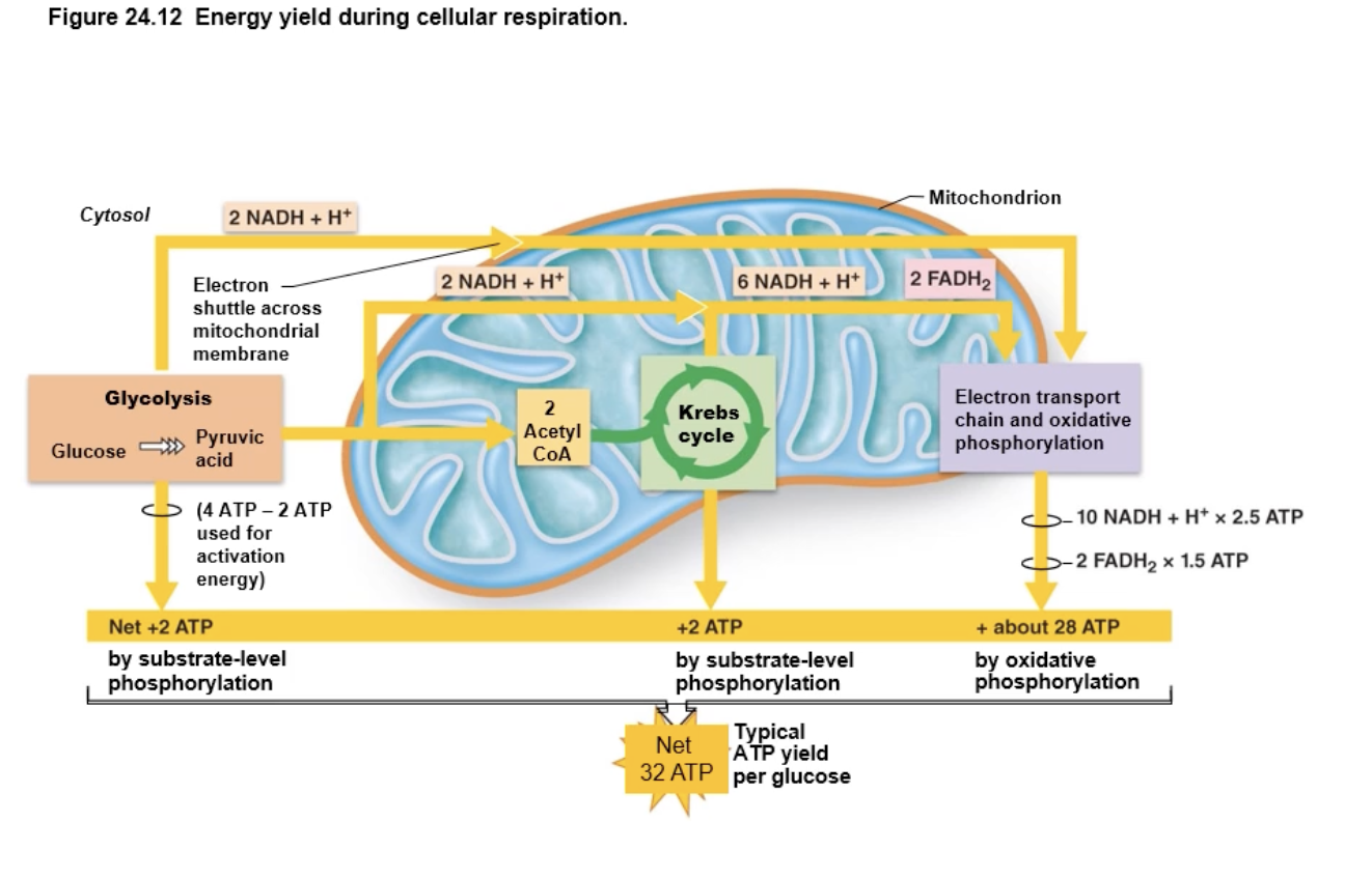 <ul><li><p>we spent two of our ATP during glycolysis so there are -2.0 there</p></li><li><p>34.0 ATP (gross ATP) - 2.0 (invest ATP)= 32.0 ATP</p></li></ul><p></p>