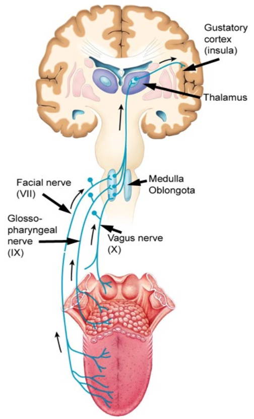 <p>Afferent neurons in cranial nerves</p><ul><li><p>→ Medulla oblongota</p><ul><li><p>→ Thalamus</p><ul><li><p>→ Gustatory cortex</p></li></ul></li></ul></li></ul><p></p>