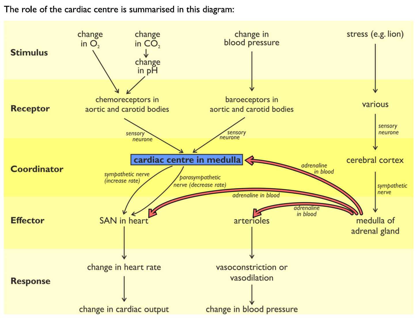 <ol><li><p>Chemoreceptors detect a decrease in pH &amp; send more impulses to the cardio-acceleratory centre of the medulla oblongata</p></li><li><p>More impulses are sent to the sinoatrial node of the heart via the sympathetic nervous system</p></li><li><p>Heart rate increases, so the rate of blood flow to the lungs increases, meaning the rate of gas exchange &amp; ventilation increases</p></li></ol><p></p>