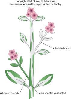 <p>variegated or green or white</p>