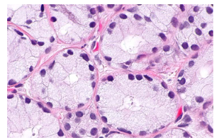 <p>Bulbourethral glands</p>