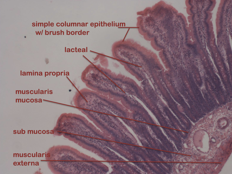 <p>more small intestine histology</p>