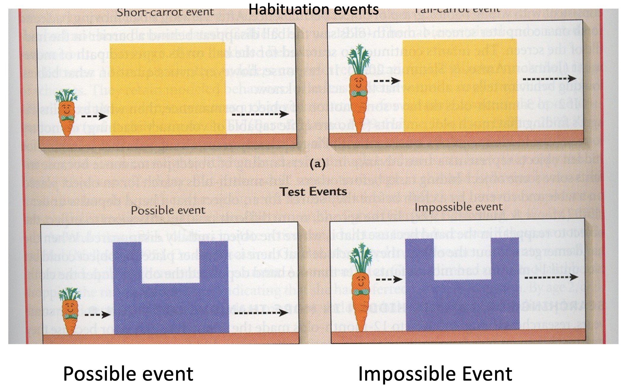<ul><li><p>Show infants events that violate their expectations</p></li><li><p>If expectations are violated, they will look longer</p></li><li><p>You can learn what they expect</p></li><li><p>Contrast looking times to Possible and Impossible Events</p></li><li><p>Game: make Possible and Impossible events as similar as possible in every way to eliminate alternative explanations for differences in looking times</p></li></ul><p></p>