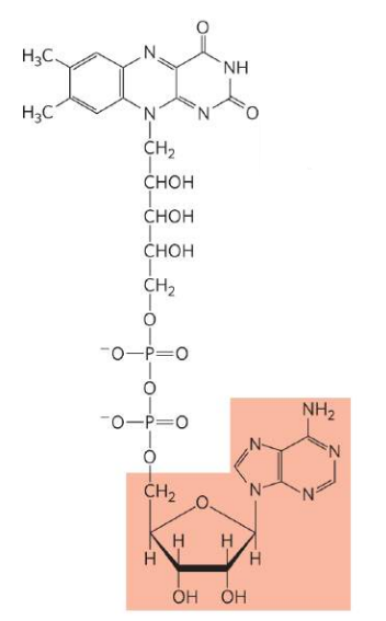 <p>What is this molecule?</p>
