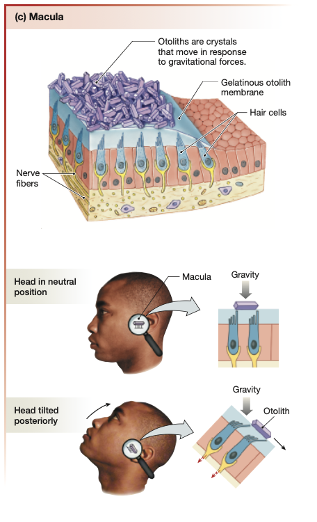 <p><mark data-color="yellow" style="background-color: yellow; color: inherit;">Hair cells</mark> are embedded within the <strong><mark data-color="yellow" style="background-color: yellow; color: inherit;">macula</mark>.</strong></p><p><strong><mark data-color="yellow" style="background-color: yellow; color: inherit;">Stereocilia</mark></strong> of the hair cells project into a <strong><mark data-color="green" style="background-color: green; color: inherit;">gelatinous otolithic membrane</mark></strong> laying on top<strong>.</strong></p><p>Resting above the viscous otolithic membrane are a layer of <strong><mark data-color="green" style="background-color: green; color: inherit;">calcium carbonate crystals</mark></strong> called “<mark data-color="green" style="background-color: green; color: inherit;">otoliths</mark>”.</p><ul><li><p>Crystal otoliths make the otolithic membrane <strong><em>top-heavy</em></strong>, hence the gel moves in response to <strong>head movements</strong> in line with <strong><u><mark data-color="red" style="background-color: red; color: inherit;">gravity</mark></u></strong></p></li></ul><p></p>