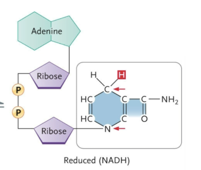 <ul><li><p>carbon</p></li><li><p>nitrogen</p></li></ul><p></p>