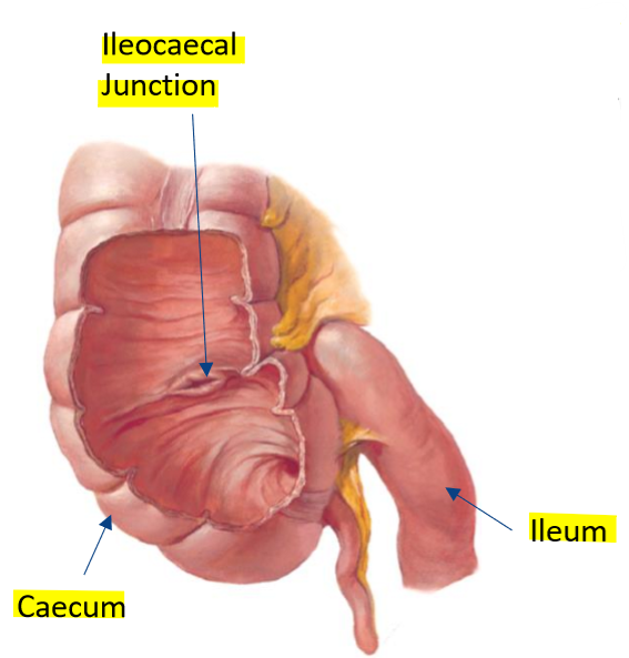 knowt flashcard image