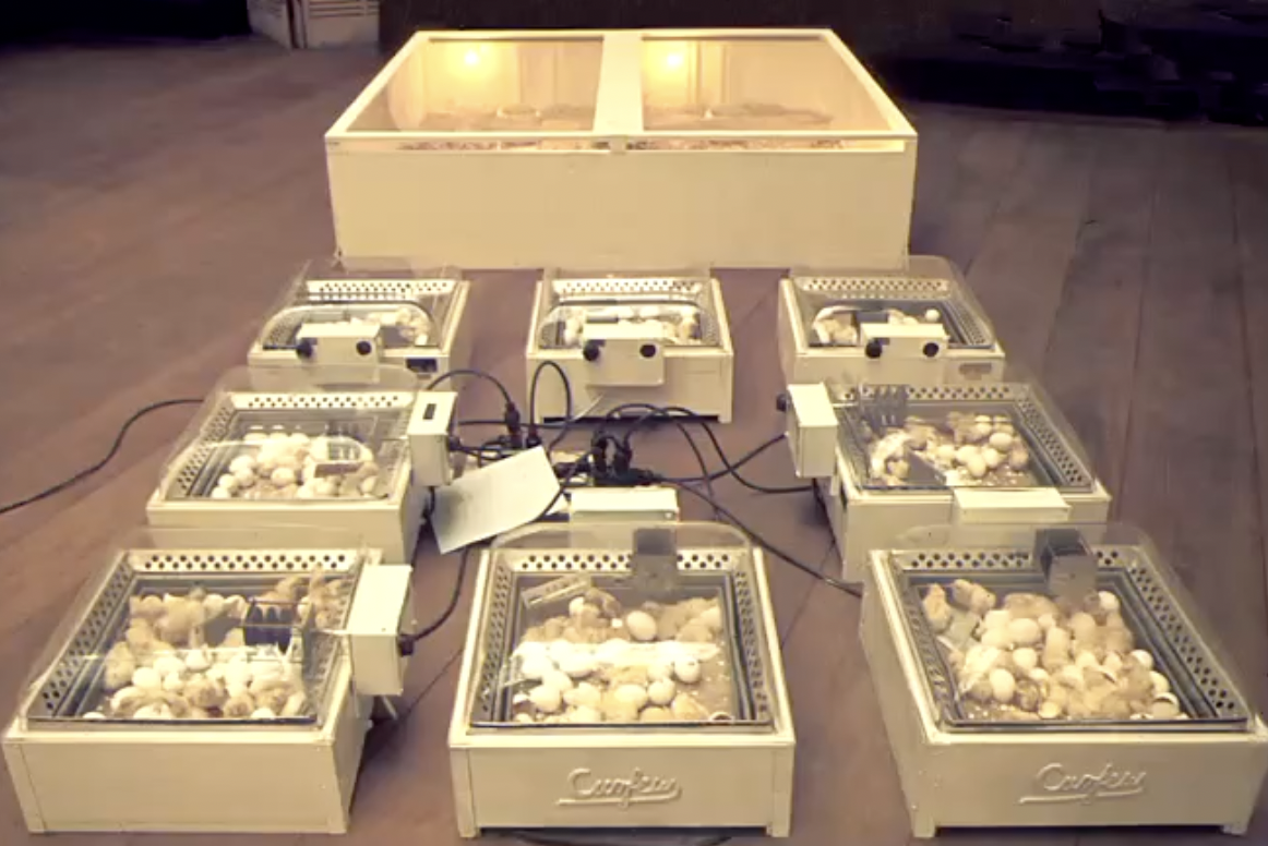 <p>1969; installation showing lifecycle of chicks, presenting biological systems in gallery space</p>