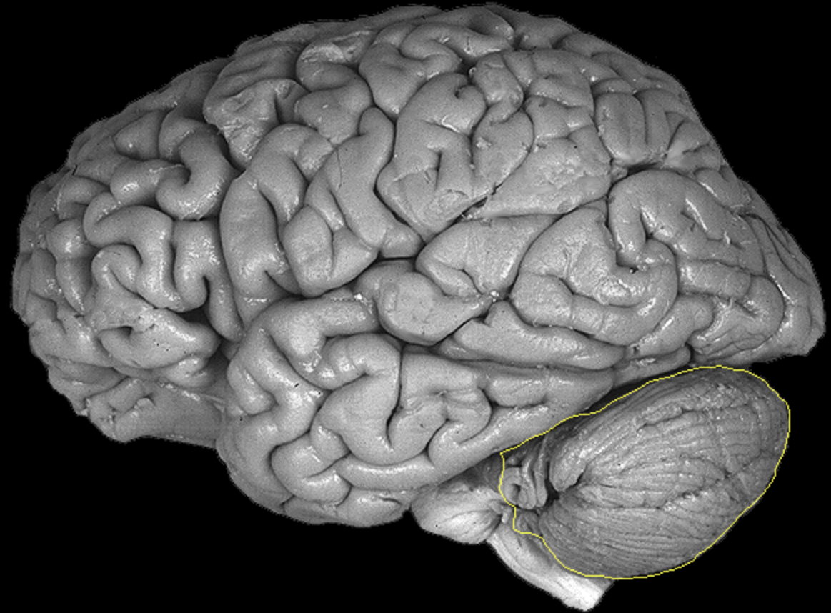 <p>What is the area highlighted called?</p>