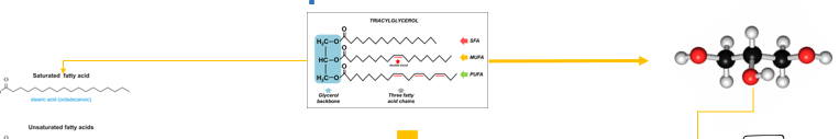 <p>What do triacylglycerols yield when they are broken down </p>