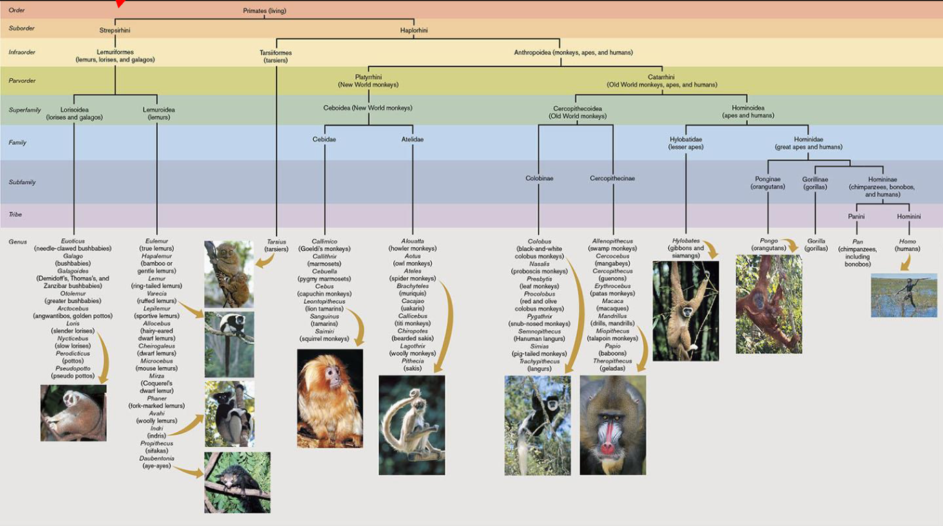 <p>Anthropoidea: Monkeys, apes, humans</p><p>Diurnal</p><p>Vision</p><p>Often terrestrial </p><p>Social- more parental care, mutual grooming, etc.</p><p>Herbivorous and omnivorous</p><p></p>