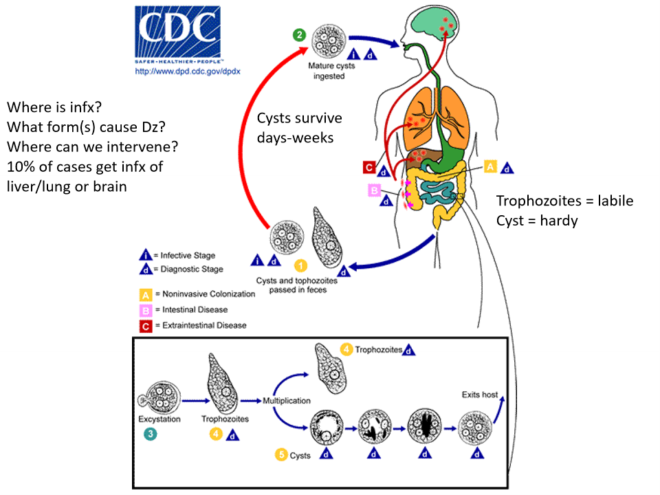 <ol type="1"><li><p><span>Eat dirt with cysts</span></p></li><li><p><span>Cysts mature in environment</span></p></li><li><p><span>Cysts infect lungs, liver and GI as trophozoites</span></p></li><li><p><span>Excrete out cysts</span></p></li></ol><p></p>
