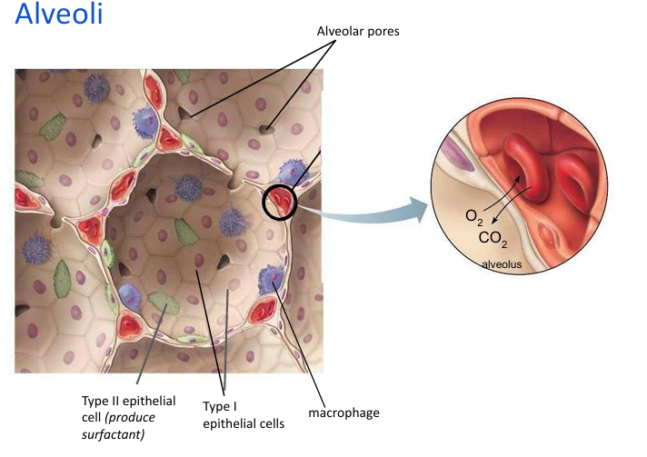 tiny air sacs in the lungs, primary site of gas exchange